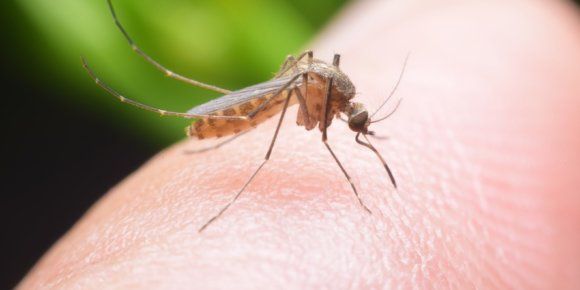 Obavijest građanima o  dezinsekciji komaraca